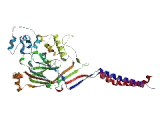 Amiloride Sensitive Cation Channel Protein 3, Testis (ACCN3)