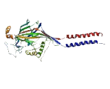 Amiloride Sensitive Cation Channel Protein 5, Intestinal (ACCN5)