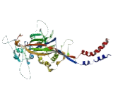 Amiloride Sensitive Sodium Channel Subunit Beta (SCNN1b)