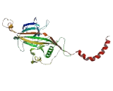 Amiloride Sensitive Sodium Channel Subunit Gamma (SCNN1g)