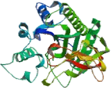 Aminoacylase 2 (ACY2)