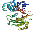 Aminoadipate Semialdehyde Synthase (AASS)