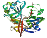 Aminomethyltransferase (AMT)