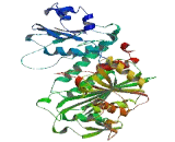 Aminopeptidase Like Protein 1 (NPEPL1)