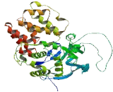 Aminopeptidase O (APO)