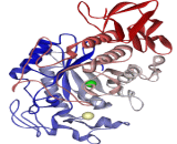 Amylase Alpha (Amya)