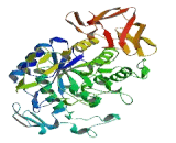 Amylase Alpha 2B, Pancreatic (AMY2B)