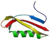 Amyloid Beta Precursor Like Protein 1 (APLP1)