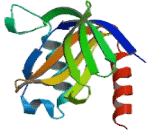 Amyloid Beta Precursor Protein Binding Protein B1 (APBB1)