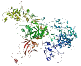 Anaphase Promoting Complex Subunit 1 (ANAPC1)