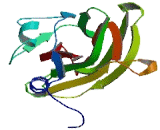 Anaphase Promoting Complex Subunit 10 (ANAPC10)