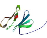 Anaphase Promoting Complex Subunit 4 (ANAPC4)