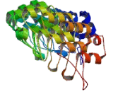 Ankyrin 1, Erythrocytic (ANK1)