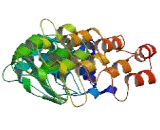 Ankyrin Repeat And LEM Domain Containing Protein 1 (ANKLE1)