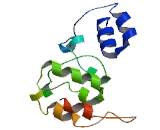 Ankyrin Repeat And SOCS Box Containing Protein 18 (ASB18)