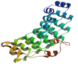 Ankyrin Repeat And SOCS Box Containing Protein 5 (ASB5)