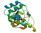 Ankyrin Repeat Domain Protein 11 (ANKRD11)