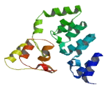 Ankyrin Repeat Domain Protein 31 (ANKRD31)