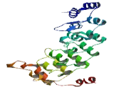 Ankyrin Repeat Domain Protein 33B (ANKRD33B)