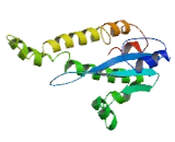 Ankyrin Repeat Domain Protein 36 (ANKRD36)