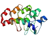 Ankyrin Repeat Domain Protein 43 (ANKRD43)