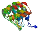 Ankyrin Repeat Domain Protein 49 (ANKRD49)