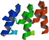 Ankyrin Repeat Domain Protein 5 (ANKRD5)