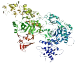 Ankyrin Repeat Domain Protein 50 (ANKRD50)