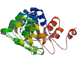 Ankyrin Repeat Domain Protein 57 (ANKRD57)