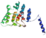 Ankyrin Repeat Domain Protein 6 (ANKRD6)