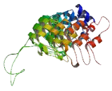 Ankyrin Repeat Domain Protein 62 (ANKRD62)