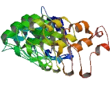 Ankyrin Repeat Domain Protein 63 (ANKRD63)