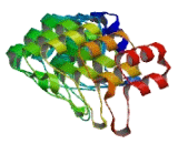 Ankyrin Repeat Domain Protein 65 (ANKRD65)