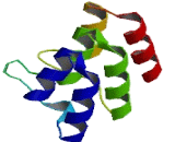 Ankyrin Repeat Domain Protein 7 (ANKRD7)