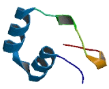 Ankyrin Repeat Domain Protein 9 (ANKRD9)