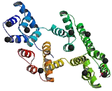 Annexin V (ANXA5)