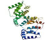 Annexin A8 Like Protein 2 (ANXA8L2)