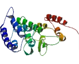 Anoctamin 2 (ANO2)