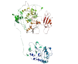 Anoctamin 4 (ANO4)