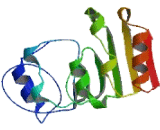 Antagonist Of Mitotic Exit Network Protein 1 (AMN1)