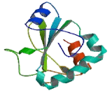 Anterior Gradient Protein 3 (AGR3)