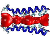 Acetylcholine Receptor (AChR)