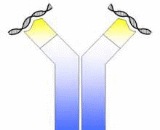 Anti-Double Stranded DNA Antibody (Anti-dsDNA)