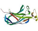 Anti-Silencing Function 1 Homolog A (ASF1A)