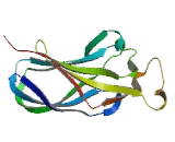 Anti-Silencing Function 1 Homolog B (ASF1B)