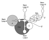 Anti-Sm Antibody (Anti-Sm)