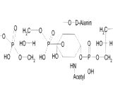 Anti-Teichoic Acid Antibody (ATAAb)