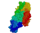 Transglutaminase (TG)