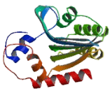 Apolipoprotein B mRNA Editing Enzyme Catalytic Polypeptide 2 (APOBEC2)