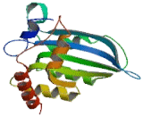 Apolipoprotein B mRNA Editing Enzyme Catalytic Polypeptide 3A (APOBEC3A)